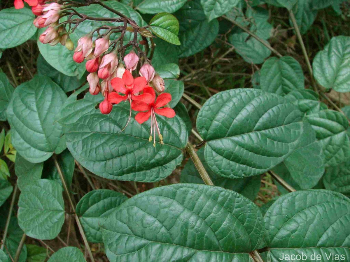 Clerodendrum × speciosum W.Bull